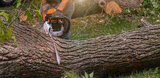 How Our Tree Care Process Works  in  New Carlisle, IN